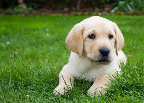 Cute Puppy Pictures Labrador Labrador Retriever Info Temperament Life