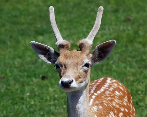 Funny Deer Face Stock Image Image Of Cautious Brown Careful 606745