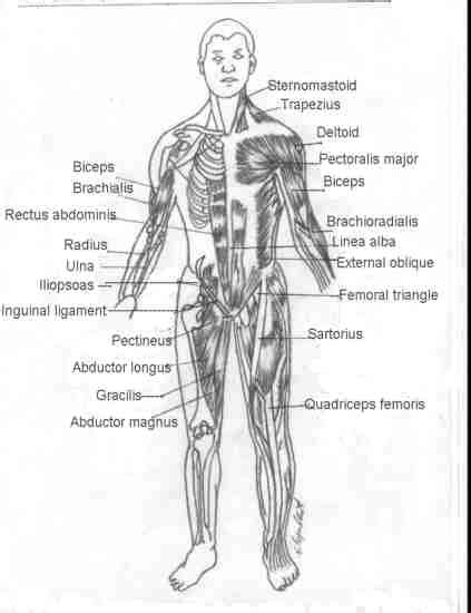 Human Skeletal Muscular Chest Anatomy