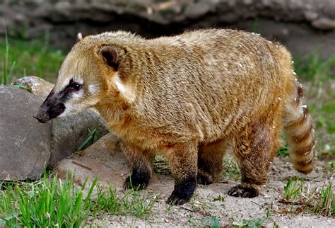 Nov 17, 2020 · ist der nasenschleim deutlich mit blut durchsetzt, liegt oft eine verletzung der nasenschleimhaut vor. Immer der Nase lang ... Foto & Bild | tiere, zoo, wildpark ...