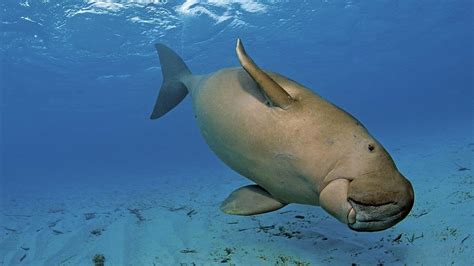 Download Grandeur Of The Sea A Stunning Sight Of Dugong Wallpaper