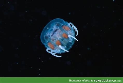What A Baby Jellyfish Looks Like Funsubstance