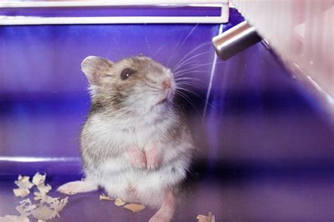 Pin On Hamster