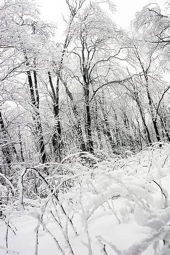 Snow Winter Wintry Cold White Light Bush Landscape Tree Plant