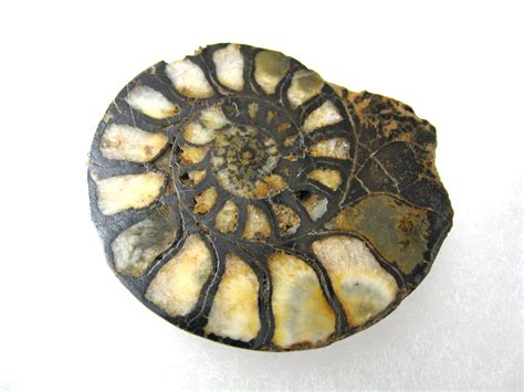 Morocco Jurassic Hematite Ammonite 43a For Sale