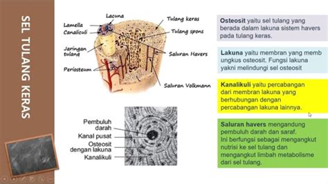 Rangka Dan Jaringan Tulang YouTube