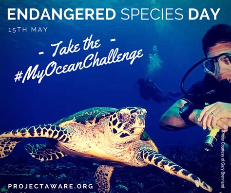 Nine Endangered Marine Species Indahs Dive Travel And Photography