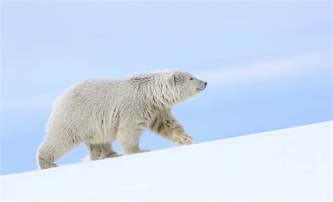 Wallpaper Id 796258 Polar Bear Polar Bear Alaska Snow 1080p