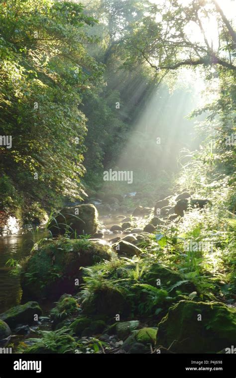 Sunlight Through The Forest Stock Photo Alamy