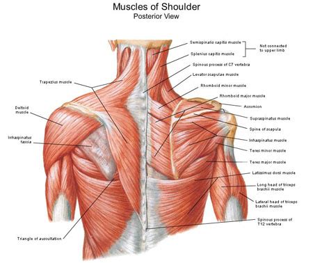 The neck muscles are specifically designed to either allow for neck movement or to provide structural support for the head. Muscles Of Shoulder