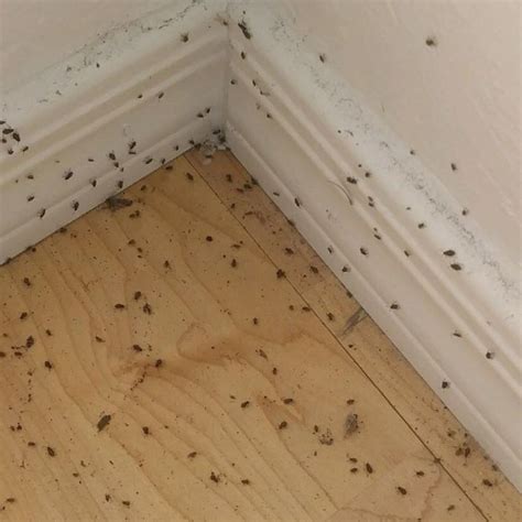 What Are These Tiny Brown Flying Bugs In My House