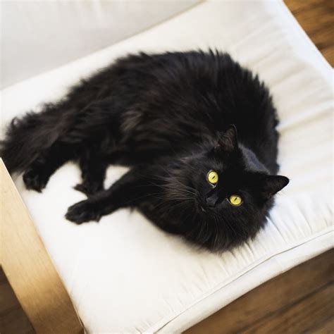 Cat parents know why felines make great pets. 5 Reasons Why Black Cat Breeds Are Absolutely The Best