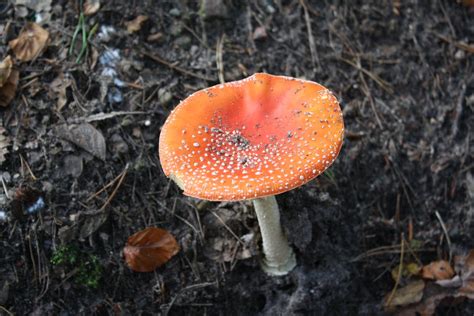 Free Stock Photo Of Mushroom Poison Poisonous