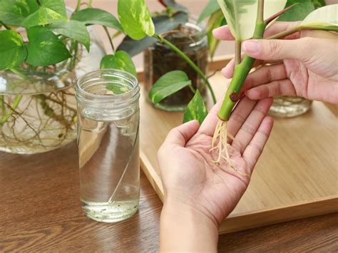 Houseplant Propagation Guide Learn How To Propagate Your Favorite