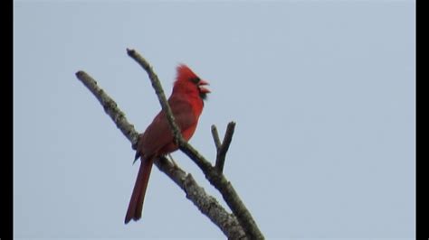 Cardinal Singing Youtube