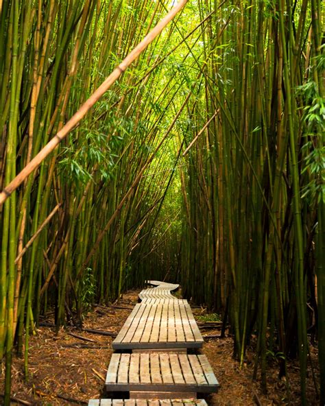 Discovering The Bamboo Forest And Waimoku Falls At Kipahulu Maui