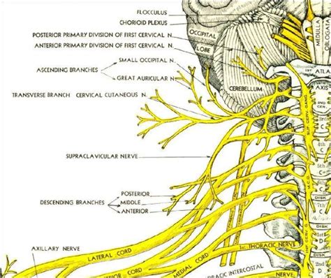 Cervical Nerve Pathways