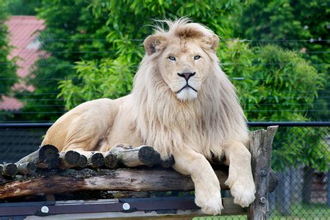 Lahore Zoo Plans On Buying White Lion