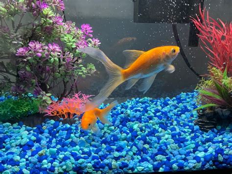 These Are My Fish Sushi And Beta En 2023 Animaux