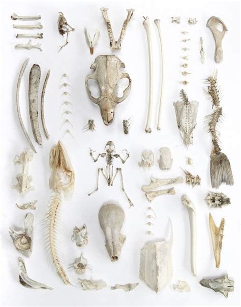 Collectors Natural Curiosities Animal Bones Skull And Bones