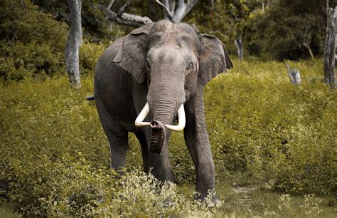 Hunting Asian Tuskers By Gayne Young Field Ethos