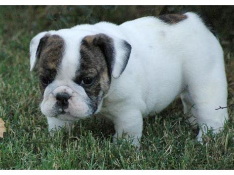 Adorable Outstanding English Bulldog Puppies 100 Pure Breed
