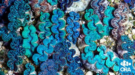 Maxima Clam Tridacna Maxima Ora Oceans Reefs And Aquariums