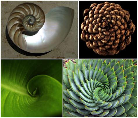 The Themes Of Nature Exploring Repeating Patterns In The Natural World
