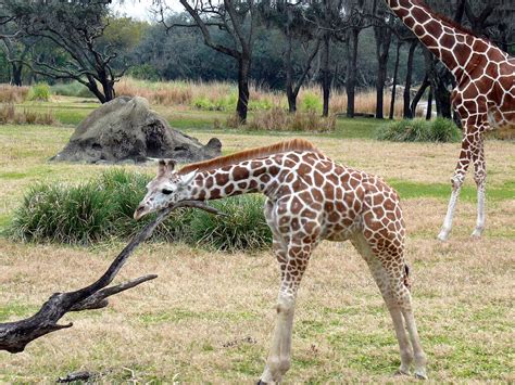 Baby Giraffe Baby Giraffe At Animal Kingdom Walt Disney W