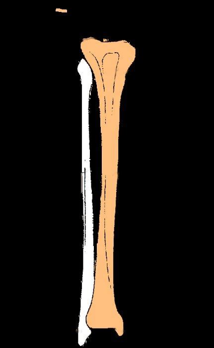 Human Tibia Bone Clipart Free Image Download