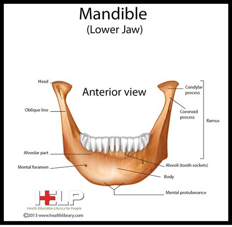 Mandible Bone Labeled