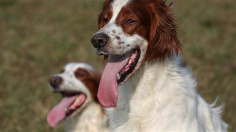 The Irish Red And White Setter A Very Noble Breed Bbc News