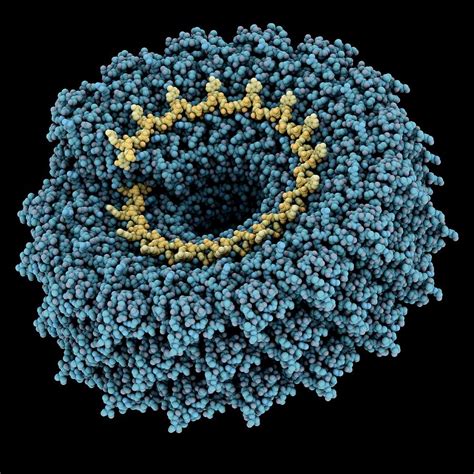 Tobacco Mosaic Virus Molecular Model Photograph By Laguna Design