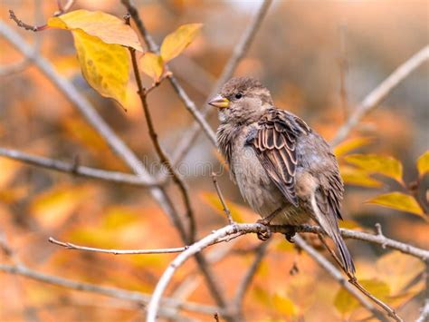 Tak Van De Rode Bladeren Van De De Herfst Wilde Druif Stock Foto