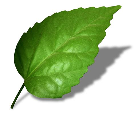 leaf Free Stock Photo | FreeImages
