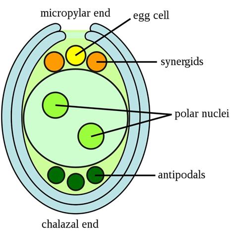 Plant Embryo Sac Diagram Pictures Photos And Images Of Plants