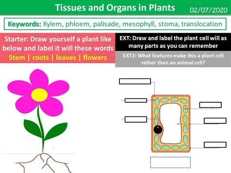 Tissues And Organs In Plants Teaching Resources