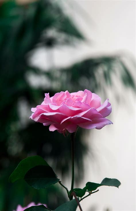 Pink Rose Photography Photo Free Flower Image On Unsplash