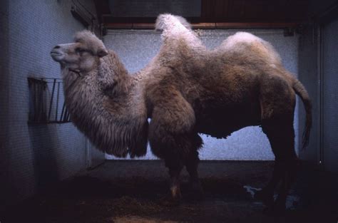 Brilliant Pictures Of A Trip To London Zoo In 1967