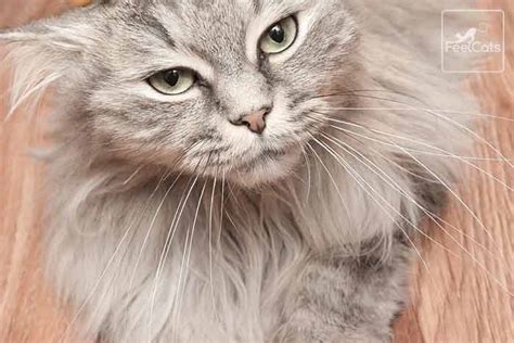 Aumentar Sanción Insistir raza de gato gris pelo largo Marty Fielding