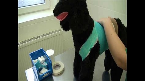 How To Bandage A Dog