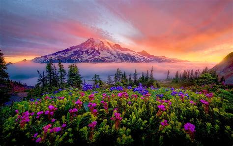 Hd Wallpaper Sunrise Spring Landscape Of Snow Mountain Meadow Flowers