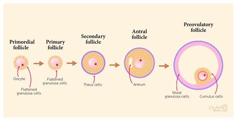 Cells Free Full Text The Function Of Cumulus Cells In Oocyte Growth