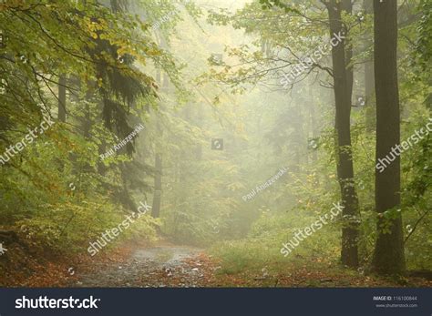 Path Through Autumn Forest On A Rainy Day Stock Photo