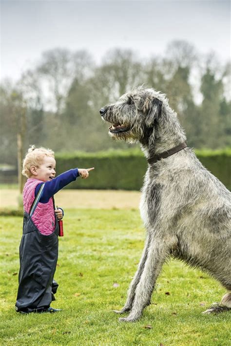 The Irish Wolfhound Why The Archetypal ‘gentle Giant Was A Favourite