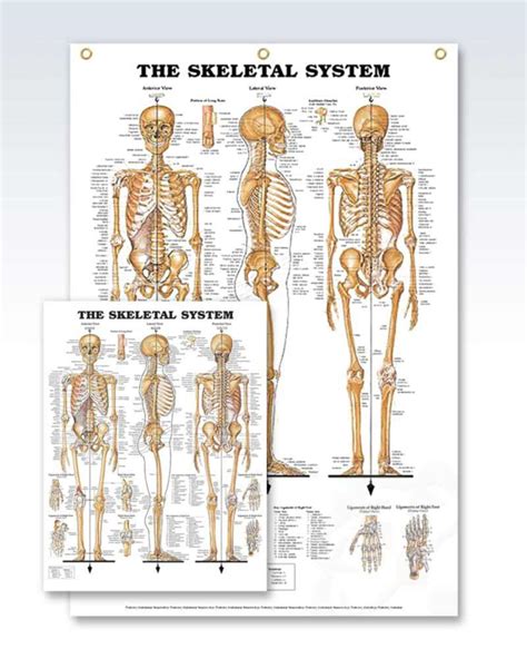 The Skeletal System Enlarged Anatomy Poster Clinicalposters