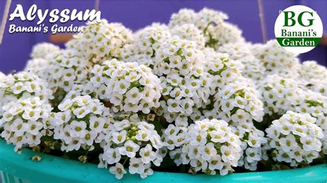 Alyssum Flower How To Grow And Take Care Growing Alyssum Flower In