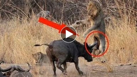 Buffalo Kills Lion Caught On Camera Most Amazing Wild Animal Fight