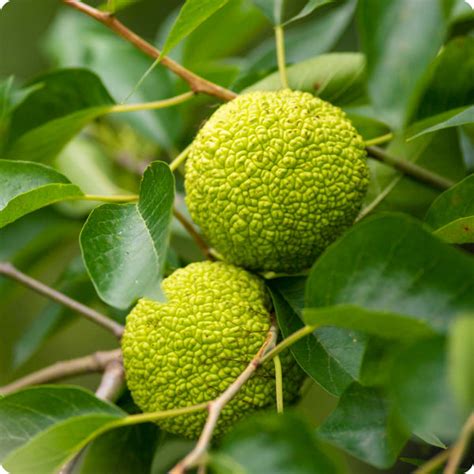 Osage Orange Seeds Heirloom Untreated Non Gmo From Canada