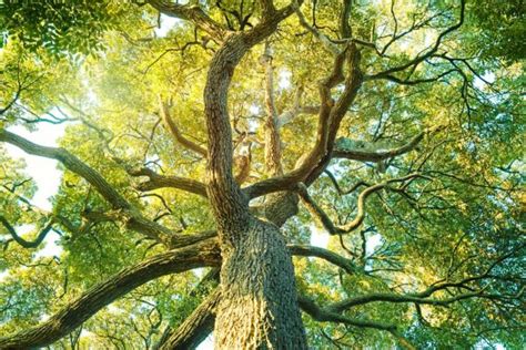 The Symbolism Of The Fig Tree In Spirituality Spiritual Unite